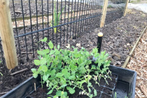 Doperwten uitplanten in de moestuin