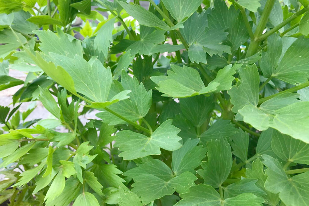 maggiplant kweken