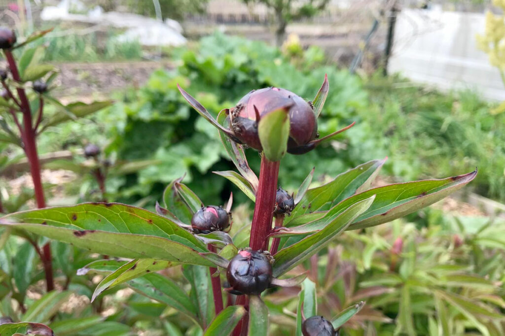 mieren en pioenrozen