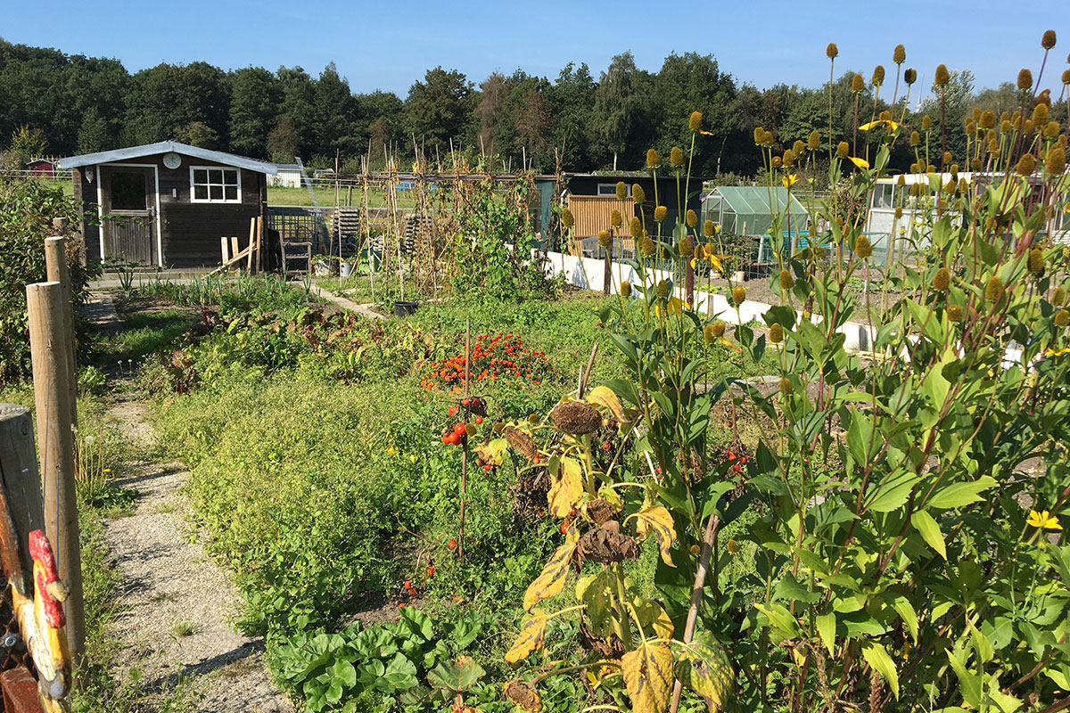 onkruid in moestuin