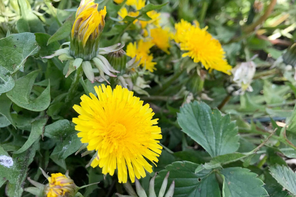 paardenbloemen