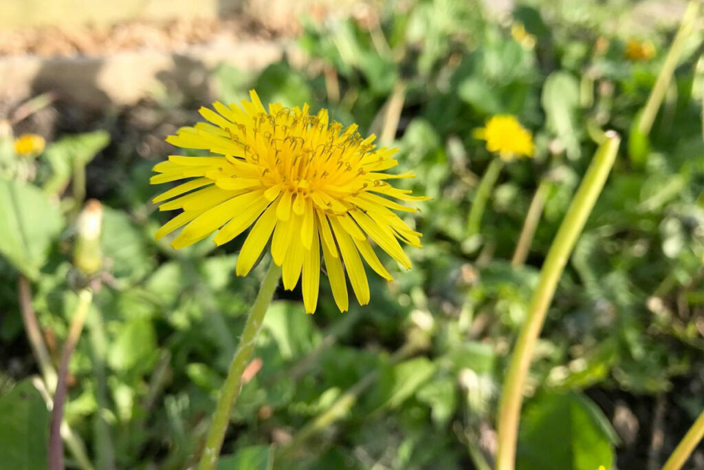 paardenbloemen