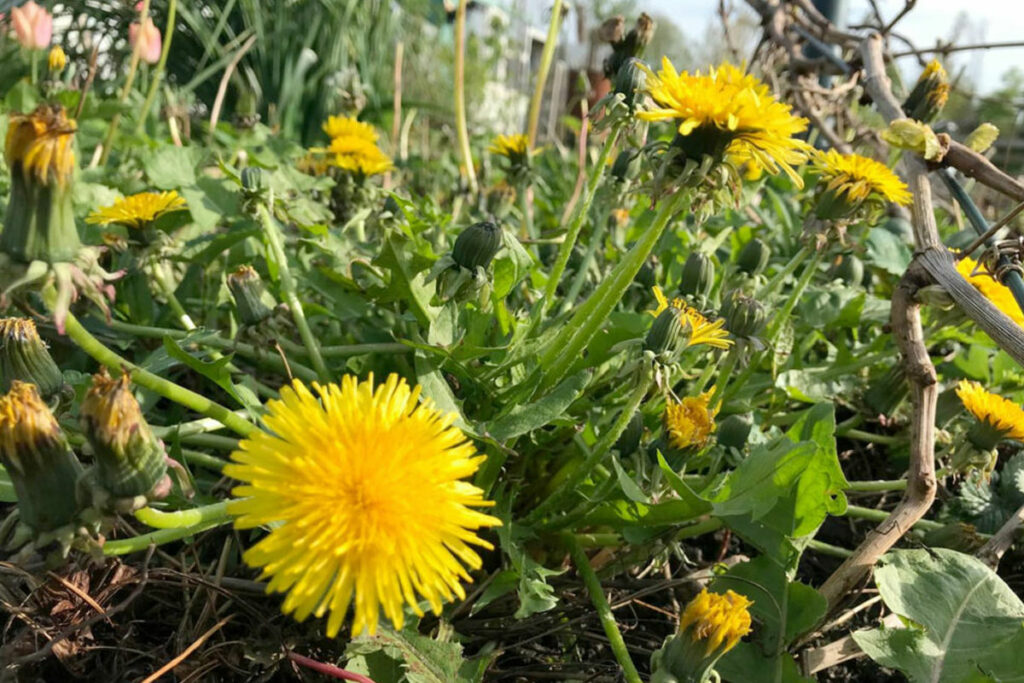 paardenbloemen
