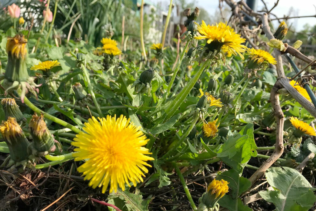 paardenbloemen in de moestuin