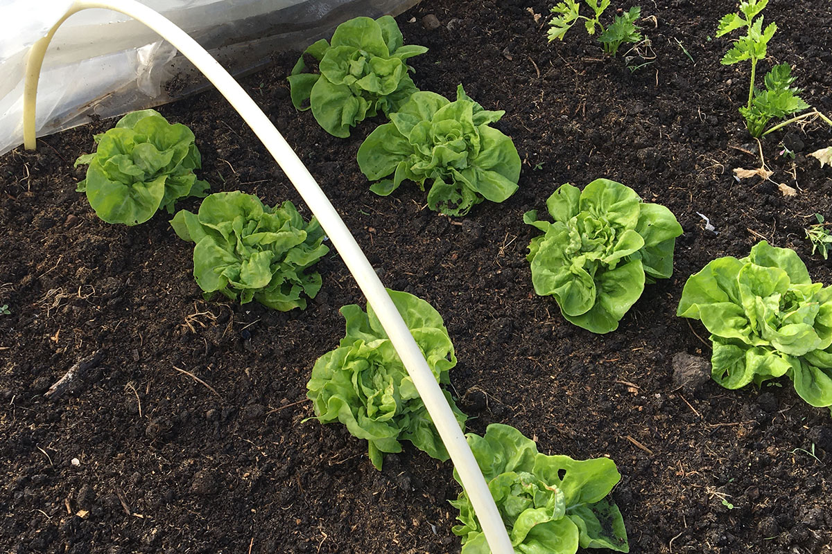 sla kweken voor beginners