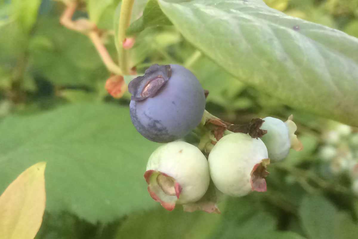 Tips voor het kweken van blauwe bessen