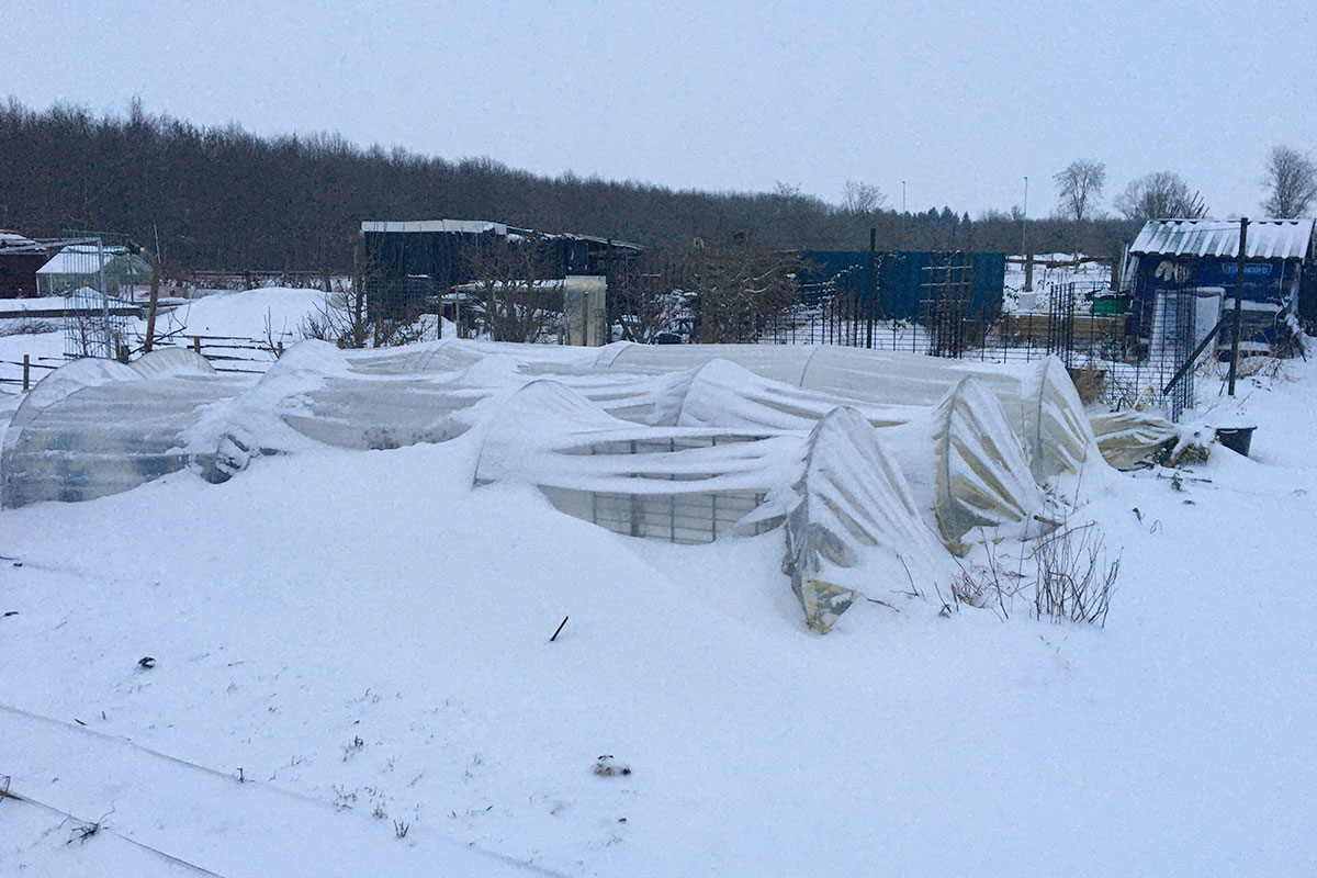 Winterteelt
