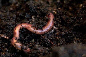 wormen in de moestuin