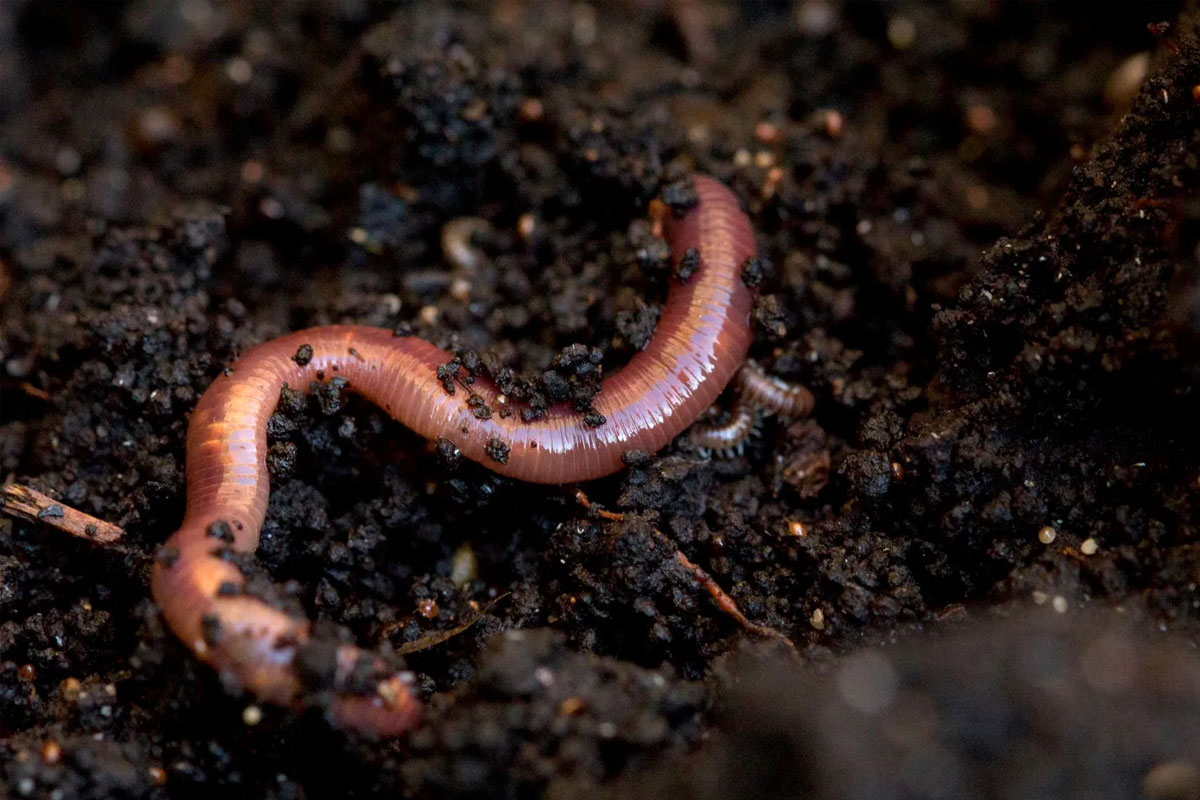 wormen in de moestuin