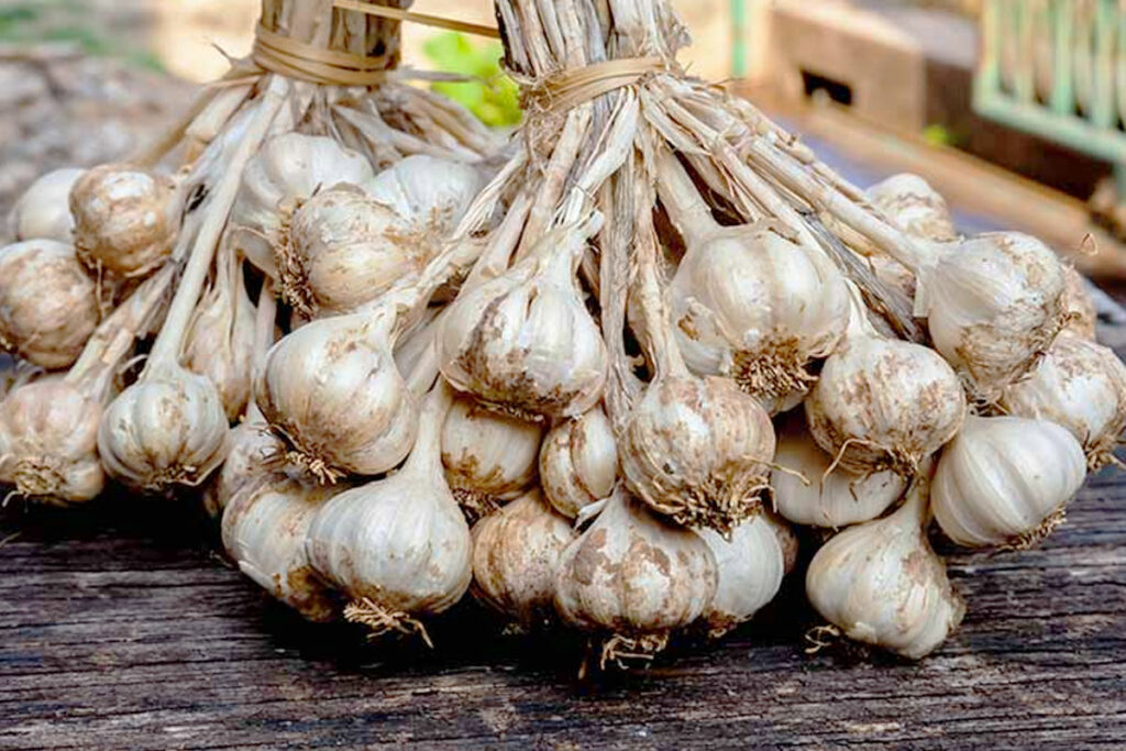 5 tips voor het kweken van knoflook