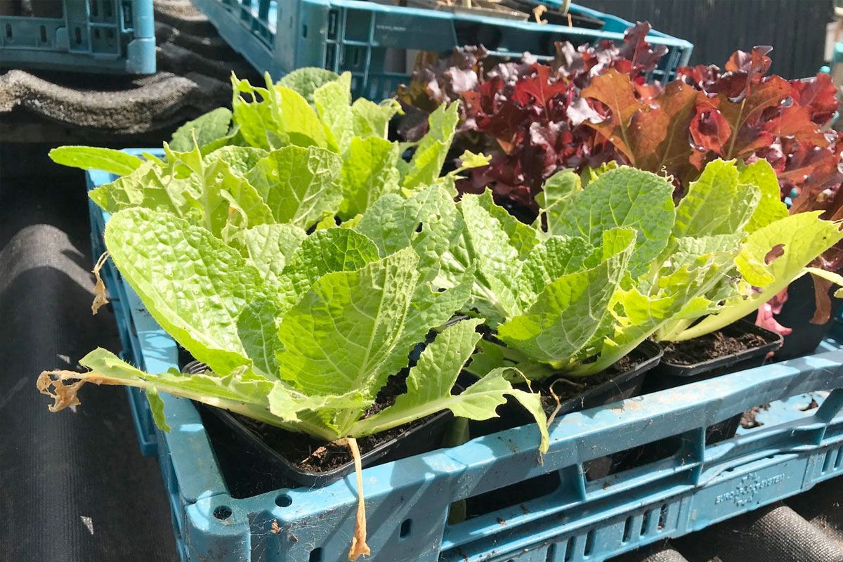 Chinese kool planten kopen