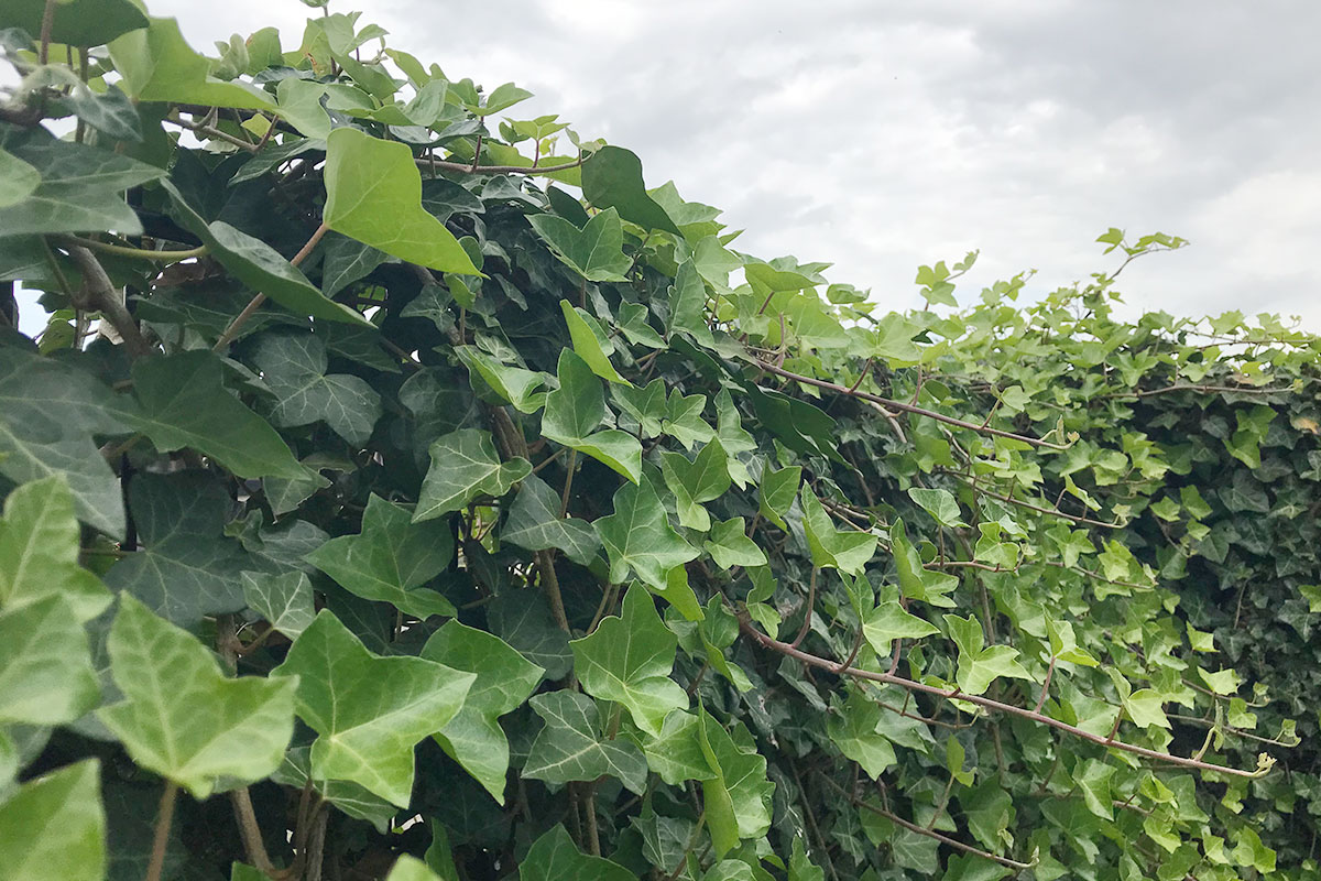 Hedera erfafscheiding