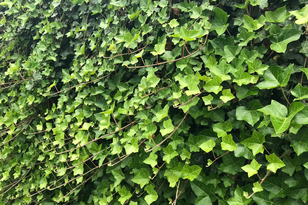 Hedera erfafscheiding