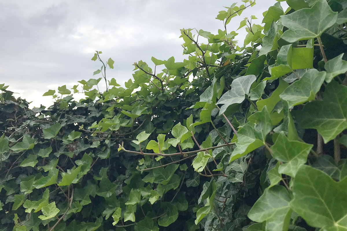 hedera verzorgen
