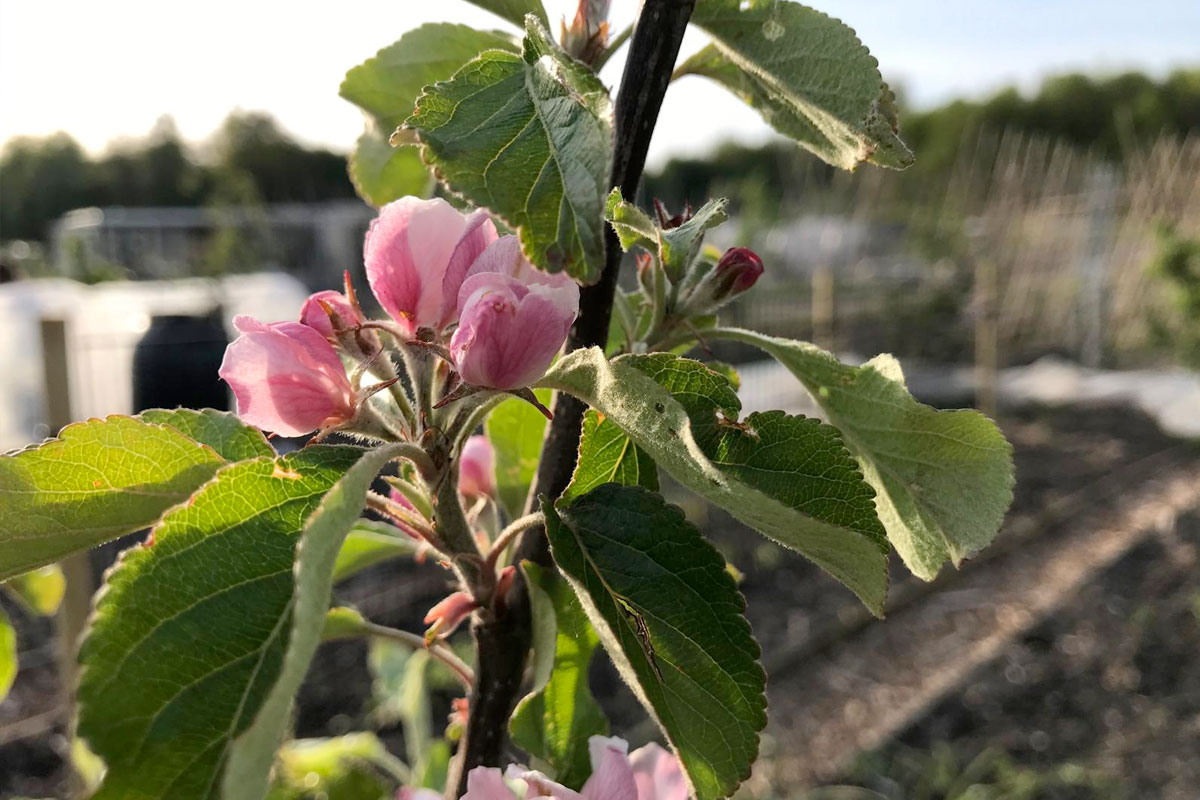 is appelbloesem eetbaar
