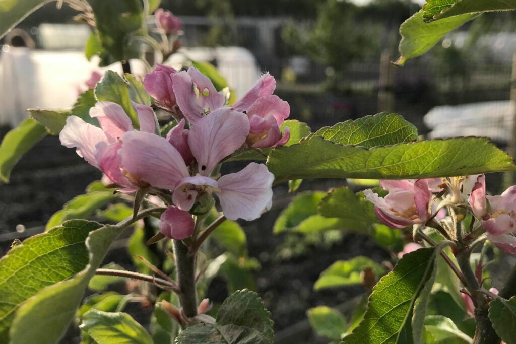 is appelbloesem eetbaar