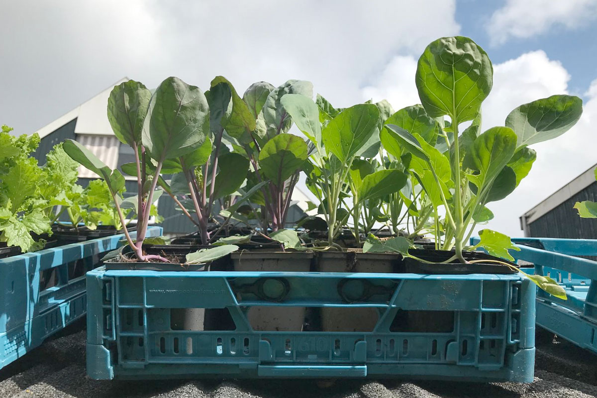 koolplanten kopen
