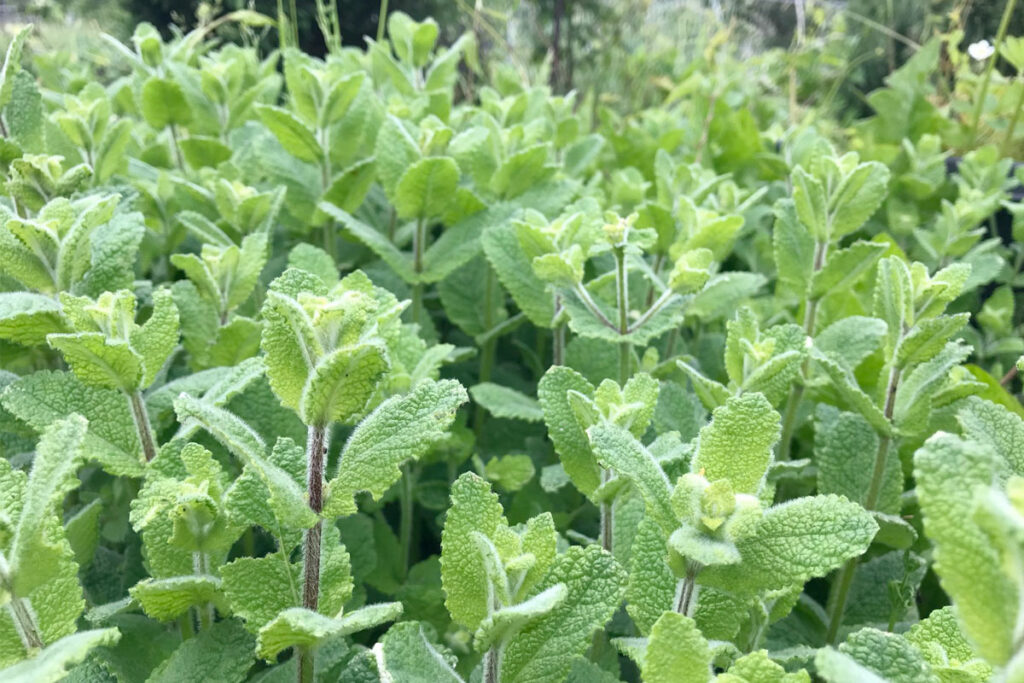kruiden in de moestuin