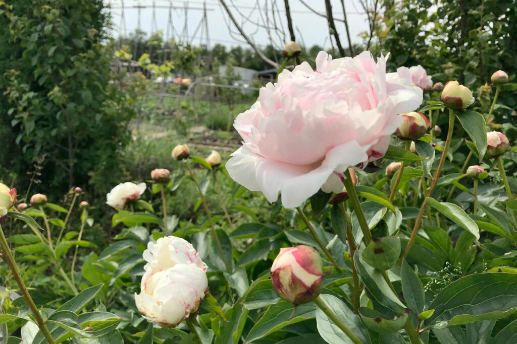 Pioenroos met bloeiproblemen