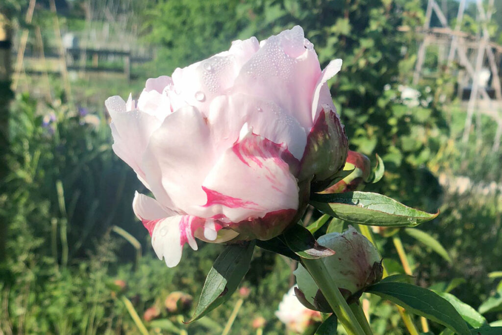 Pioenroos met bloeiproblemen