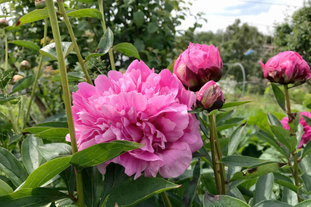 Pioenroos met bloeiproblemen