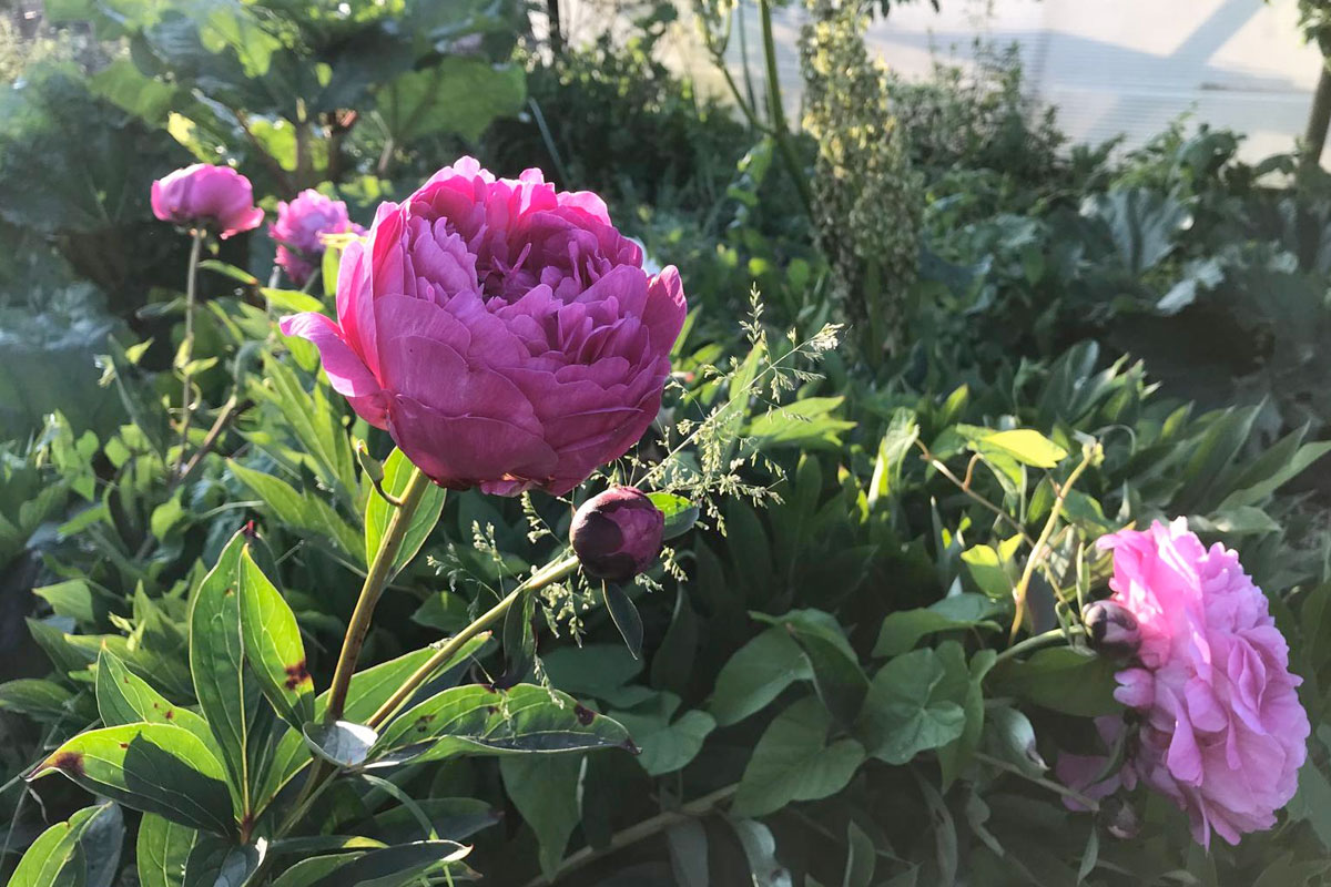 pioenroos uit eigen tuin