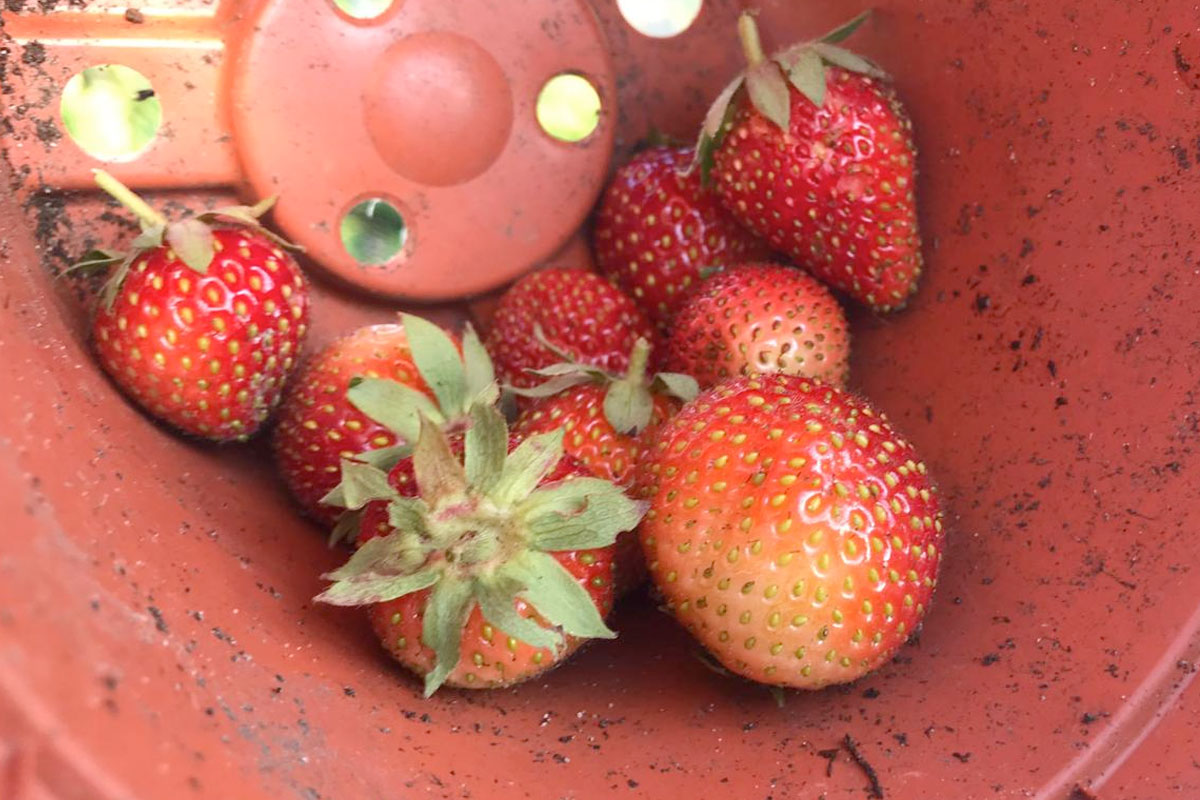 wanneer aardbeien oogsten