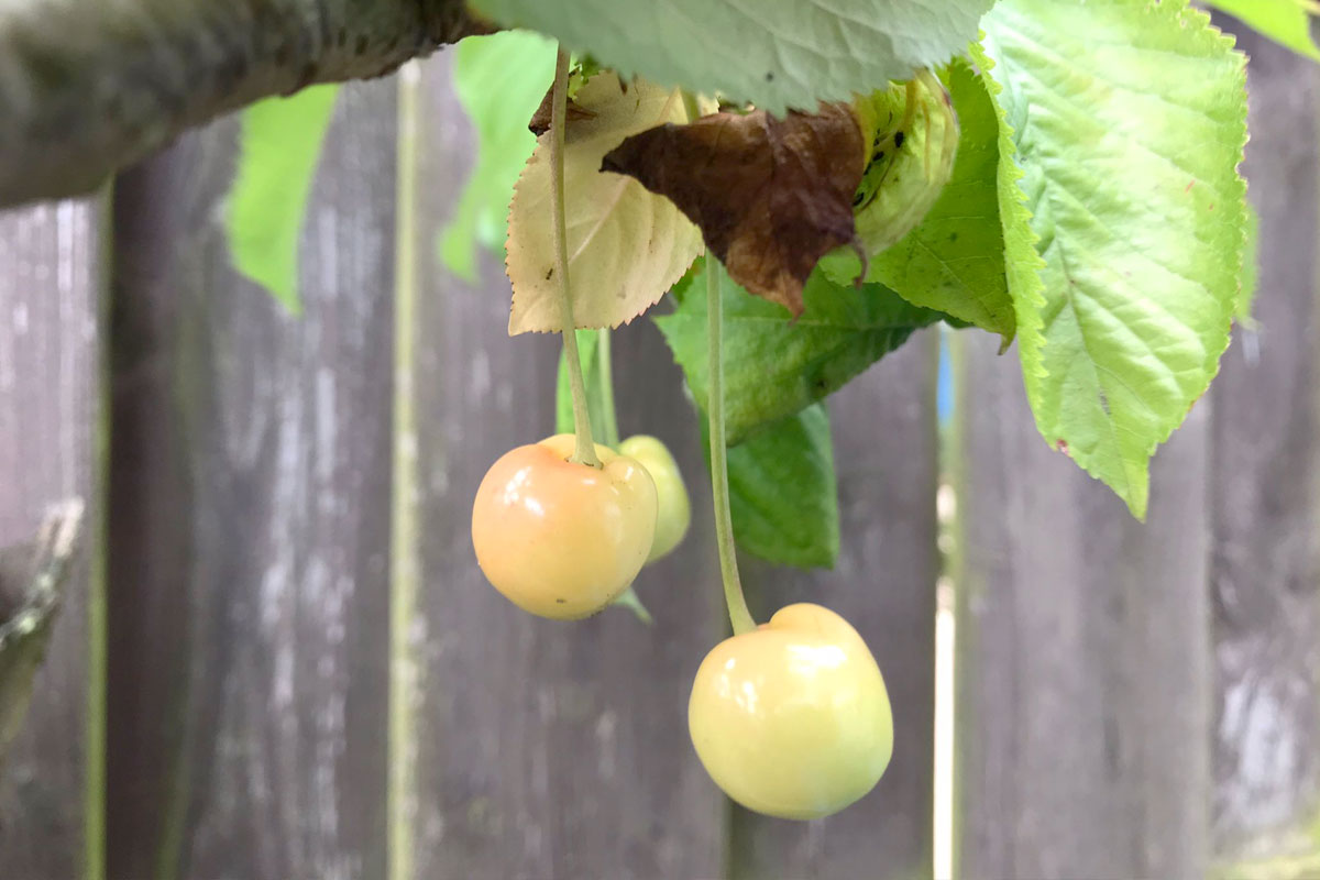 10 Tips voor het kweken van kersen