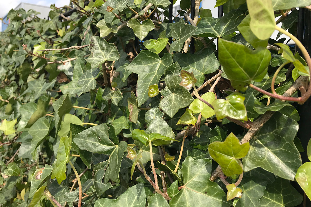 hedera planten kopen