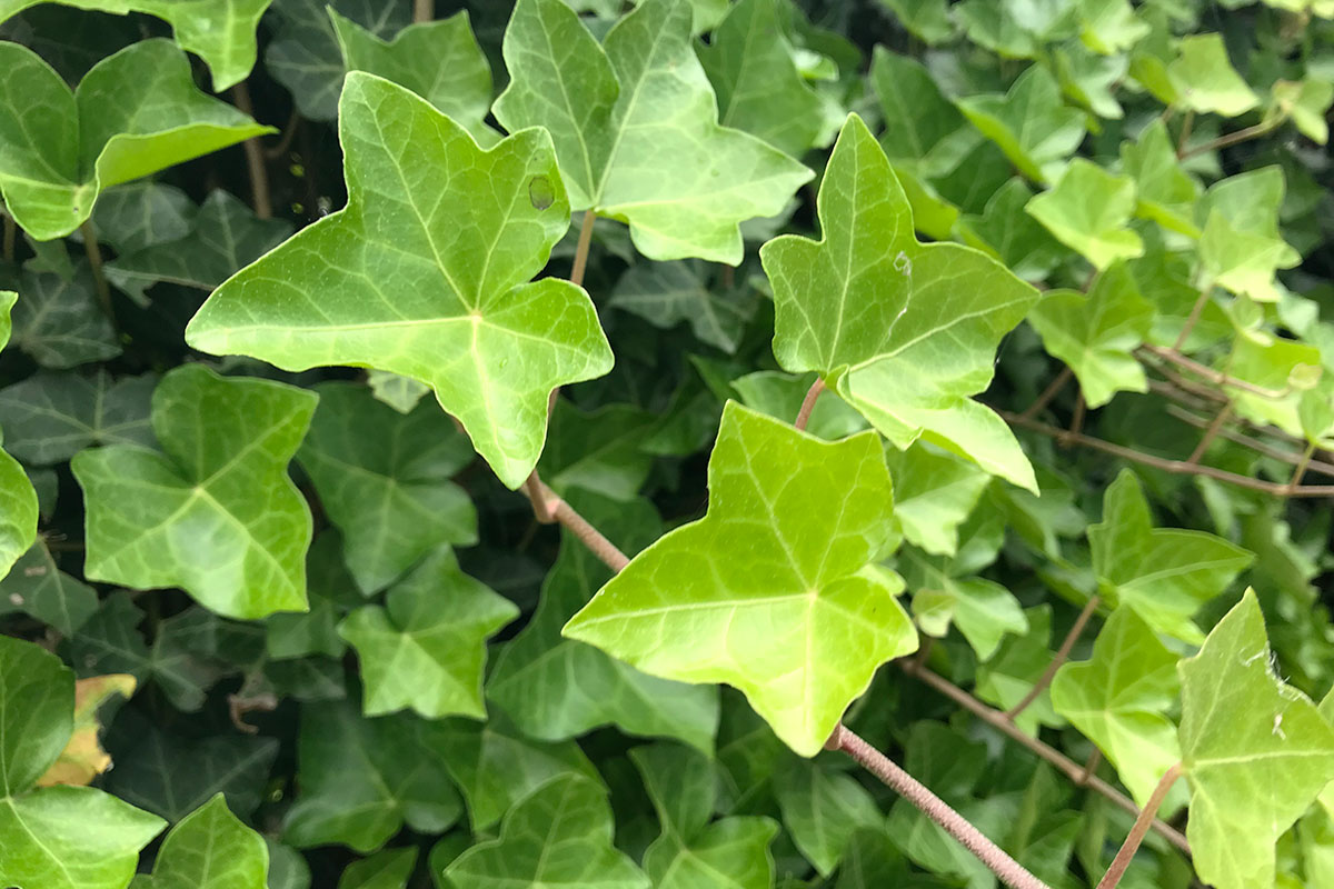 hedera snoeien