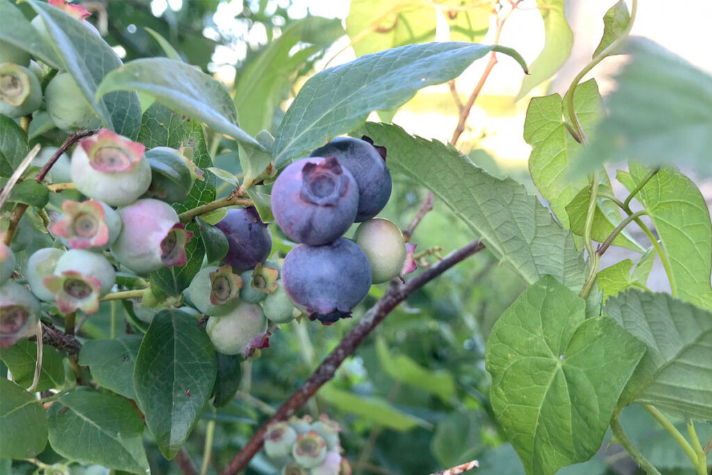Wanneer blauwe bessen oogsten?