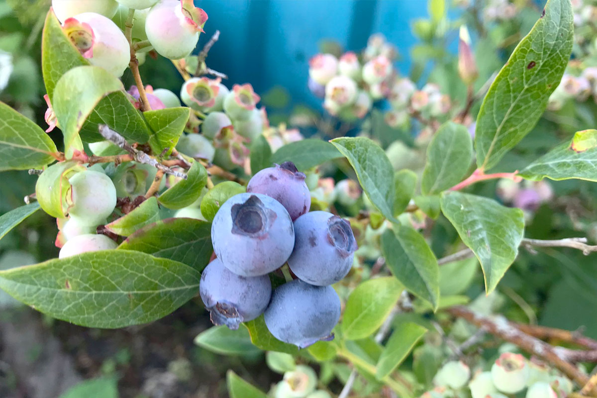 Wanneer blauwe bessenstruik planten