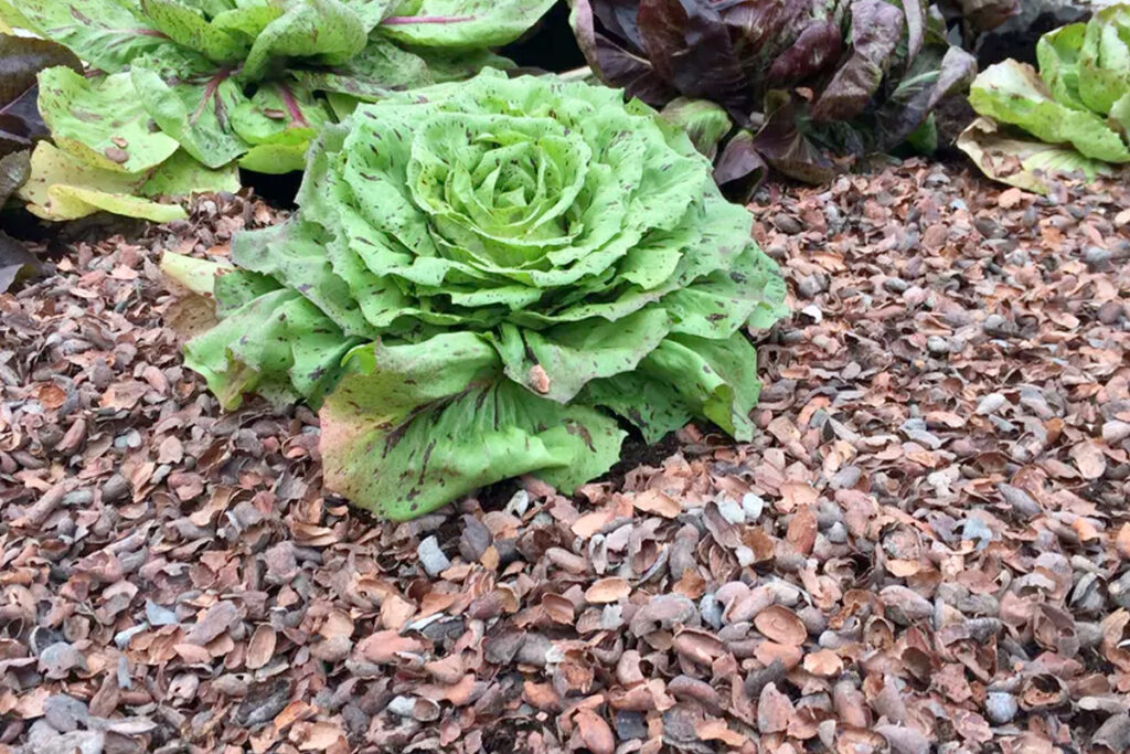 Cacaodoppen in moestuin