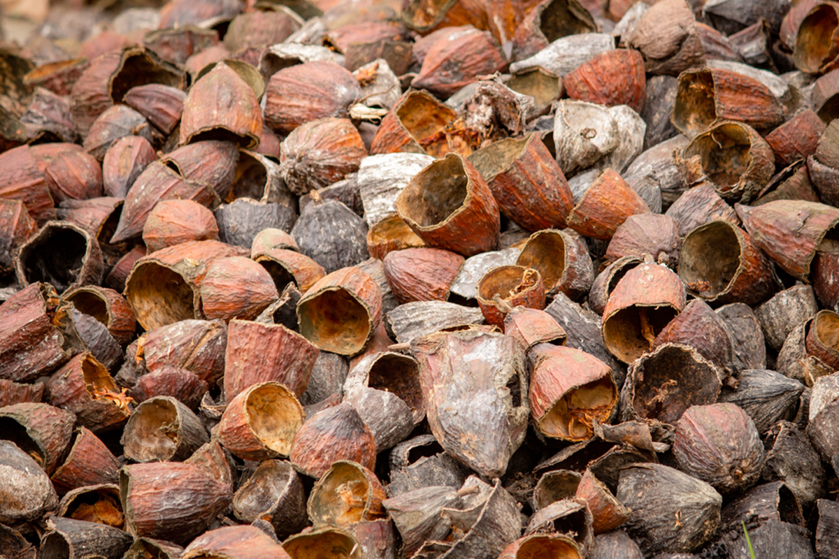 Cacaodoppen in moestuin