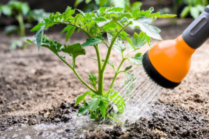 epsomzout moestuin