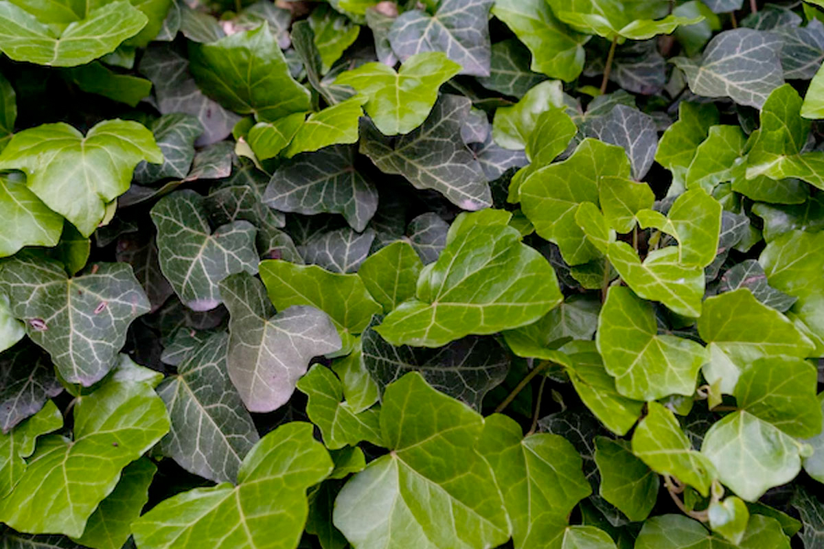 Hedera als Hangplant