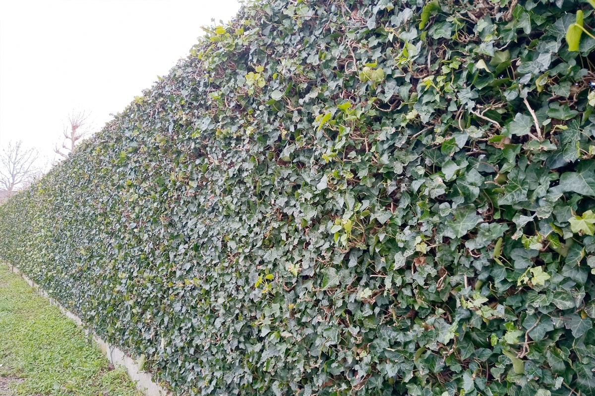 Hedera buiten water geven
