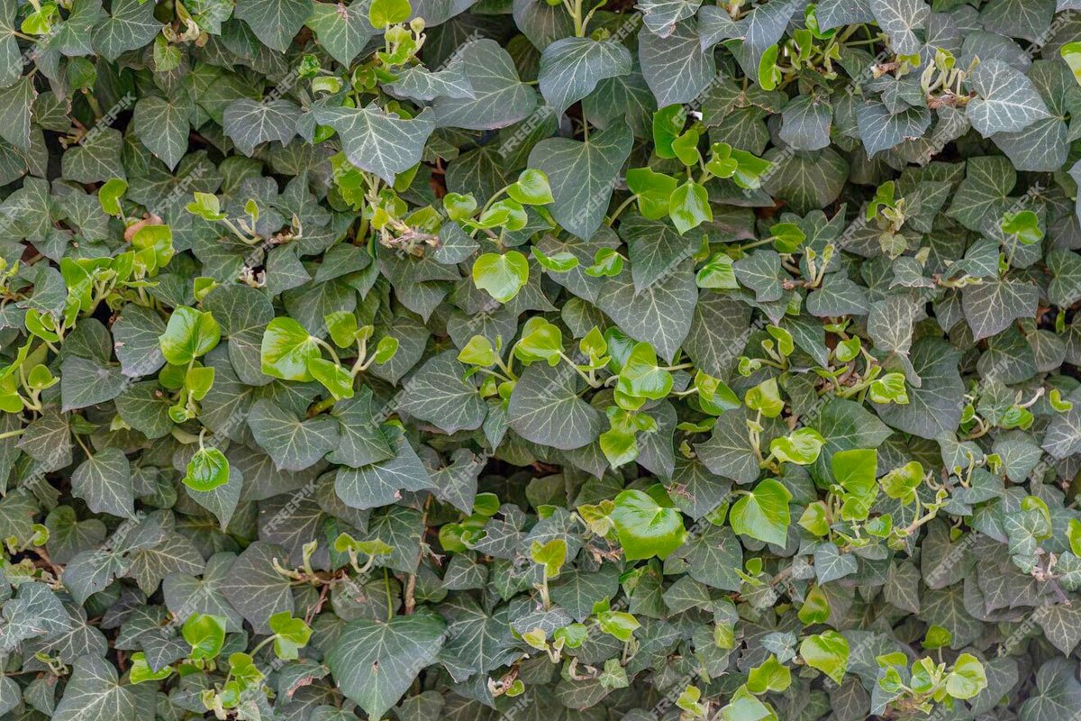 Hedera in volle zon