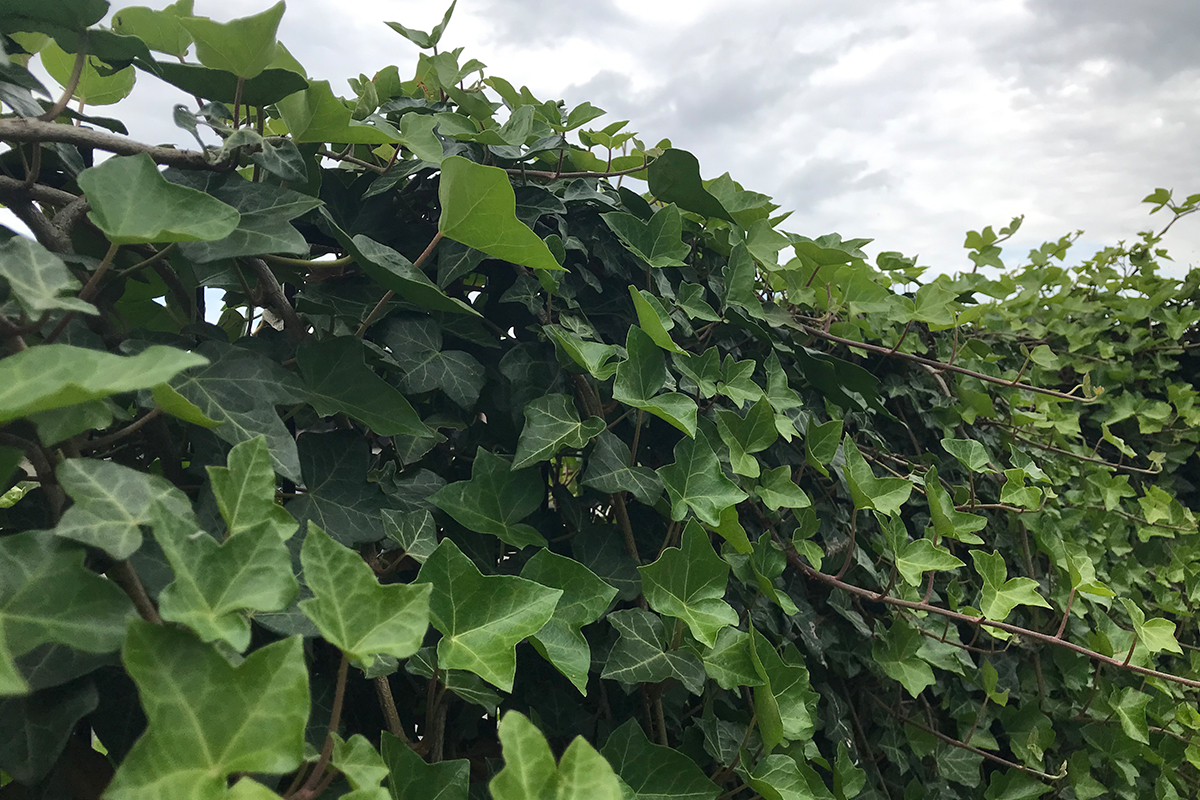 Hedera langzaam groeiend