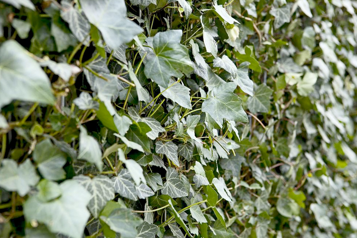 Hedera sterft af