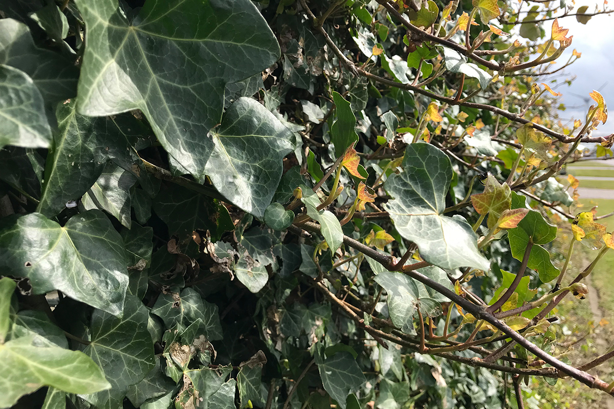 Hedera tegen schutting plaatsen