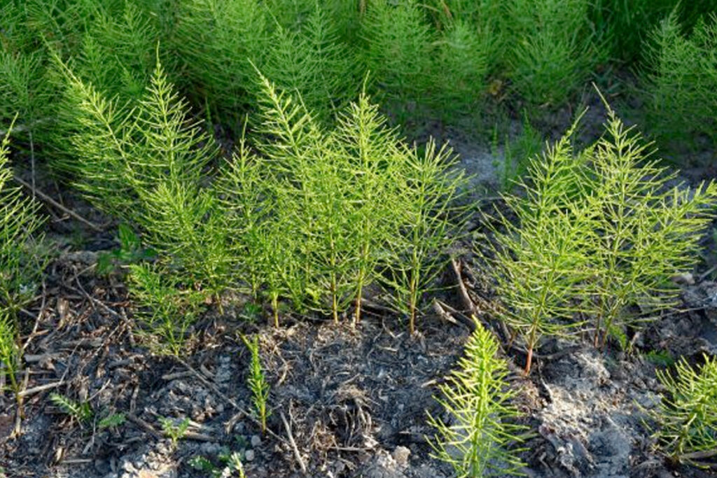 heermoes in moestuin