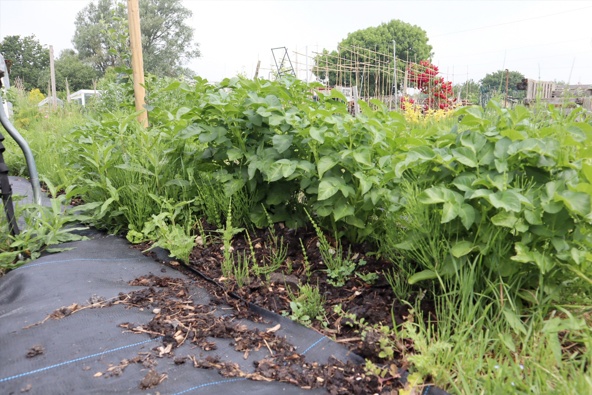 heermoes in moestuin