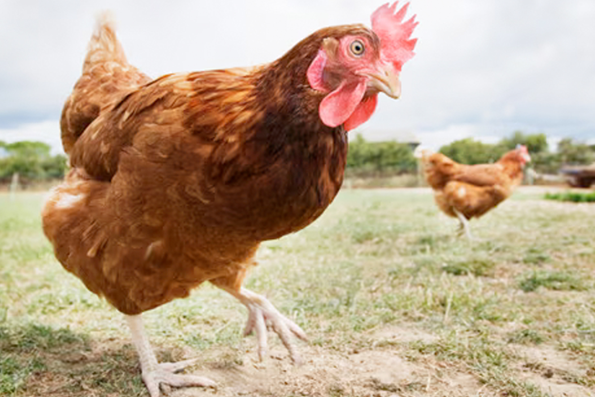 kippenmest op moestuin