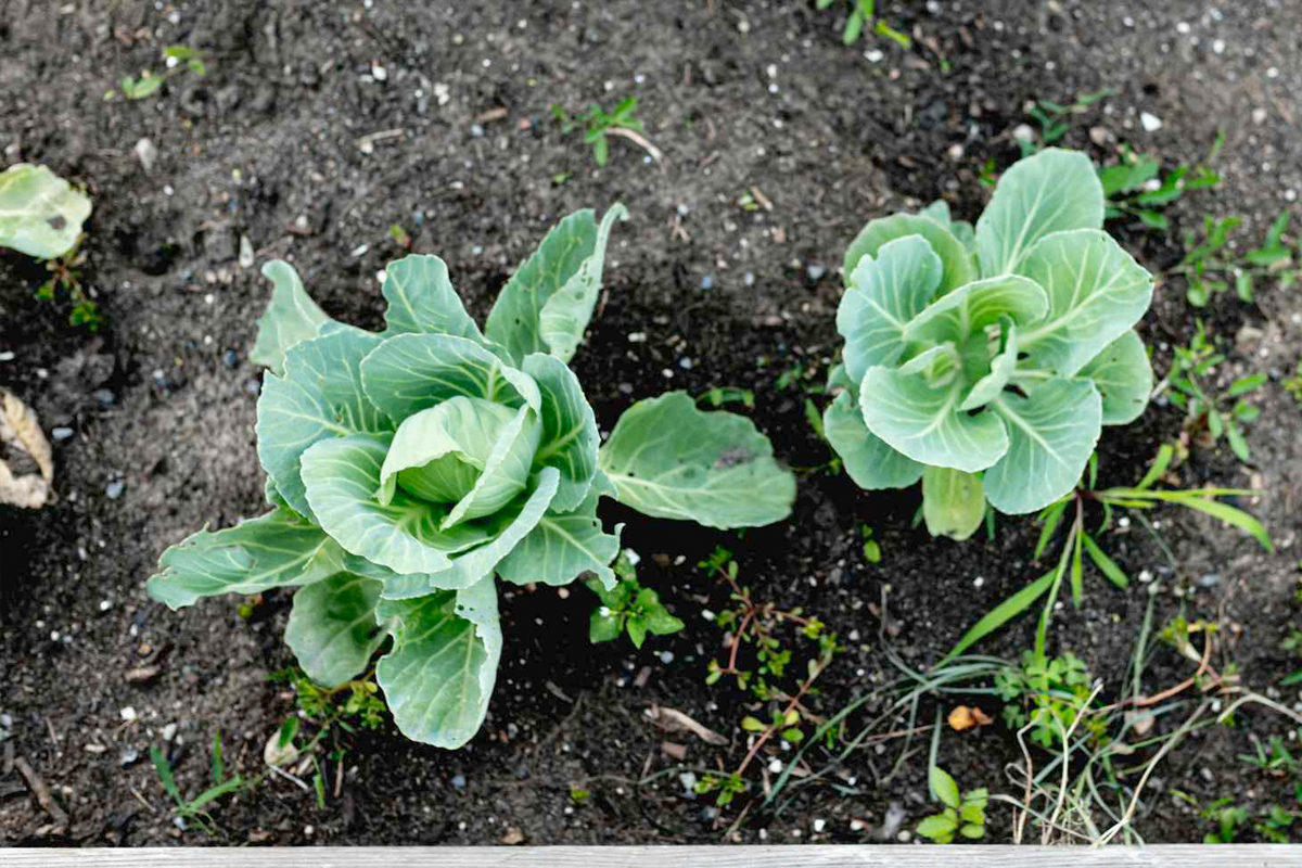 Kool in moestuin
