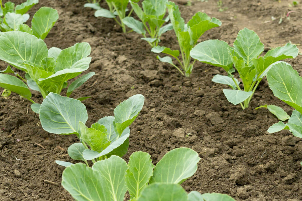 Kool in moestuin