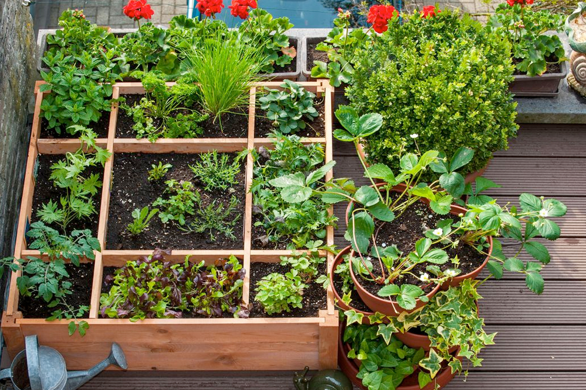 Moestuin bak balkon