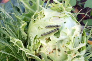 Moestuin beschermen tegen insecten