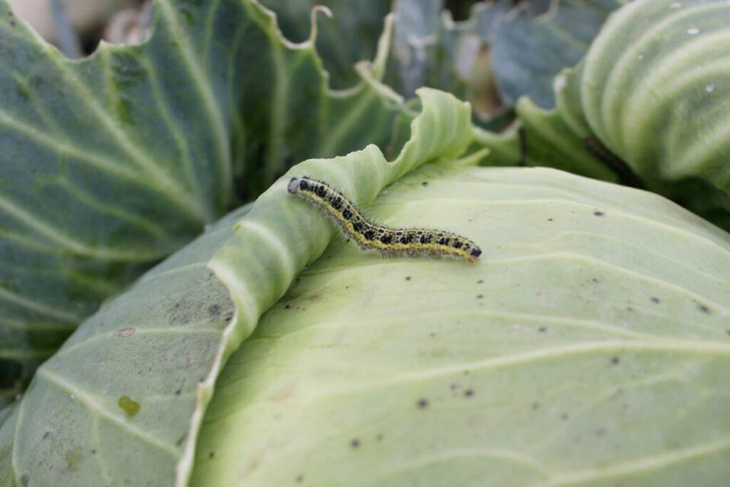 Moestuin beschermen tegen insecten
