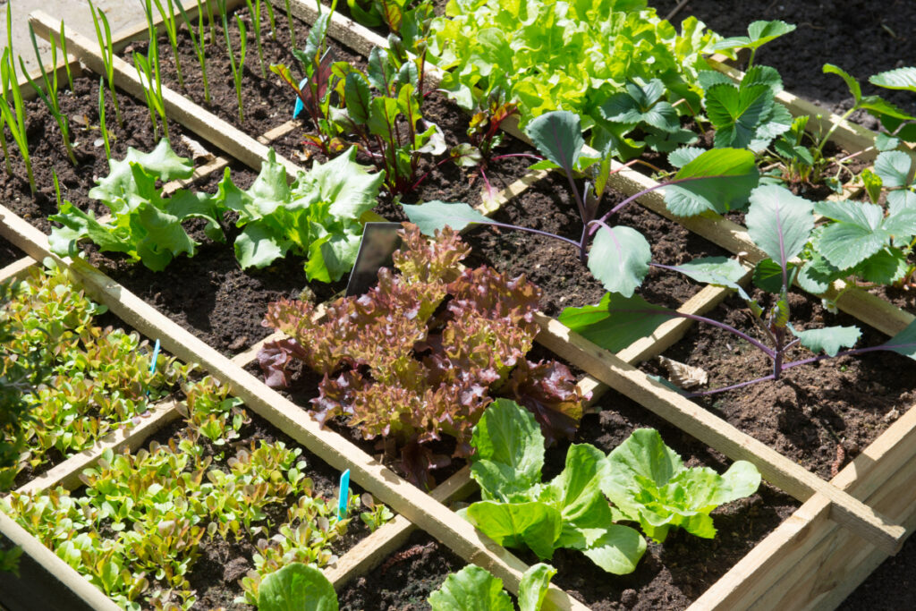 Moestuin biologisch bemesten